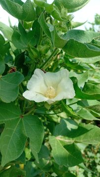 Cotton Plant with Blooming White Flower in Agricultural Field