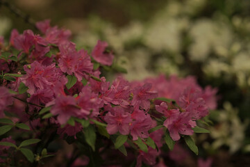 a vibrant cluster of pink flowers, possibly azaleas, with green leaves in the background. The flowers are in full bloom, creating a visually striking scene.