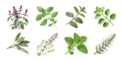 Collection of fresh herbal plants including mint, basil, thyme, rosemary, sage, and oregano isolated on white background