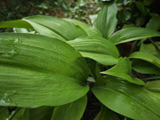 Obraz premium green leaves in the garden