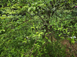 green leaves background