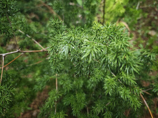 green pine needles