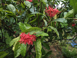 red rose bush