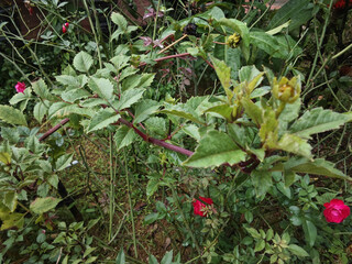 red berries on a bush