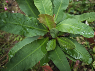green leaves on a tree