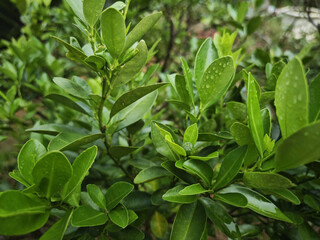 green leaves background