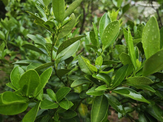 close up of green leaves