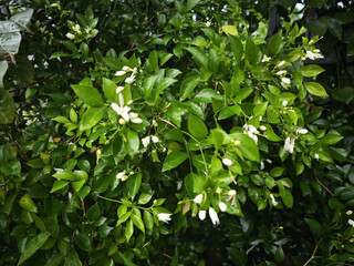 green leaves in the garden