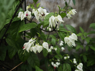 white flowers in the garden