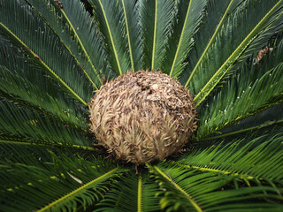 coconut palm tree