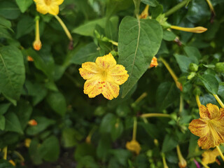 yellow flowers