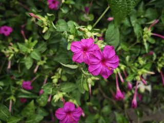 Fototapeta premium pink flowers in the garden