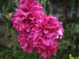  flowers in the garden