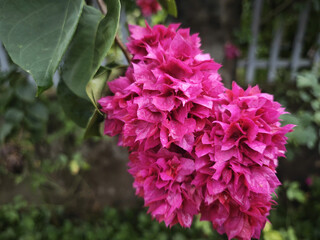 pink and purple