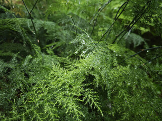 moss on the tree