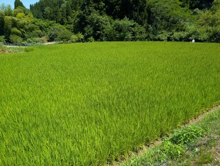 green rice field growth