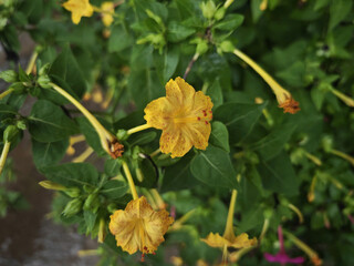 yellow flower in the garden