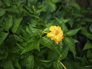 yellow flower in the garden