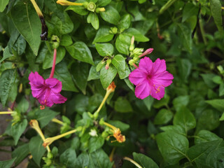 pink flowers in the garden
