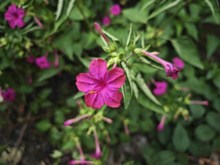 Fototapeta premium pink flowers in the garden