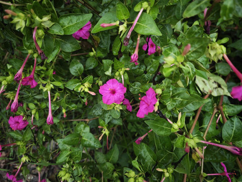pink rose bush