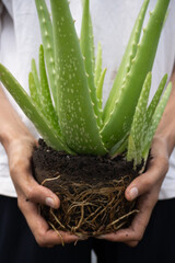 Hands holding an aloe vera plant with exposed roots and soil, ready for replanting.