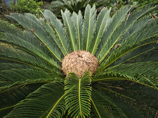 Obraz premium green palm tree