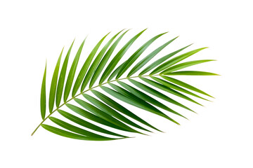 Fototapeta premium Elegant Tropical Palm Leaf Against a Deep Black Backdrop Perfect for Backgrounds and Exotic Designs