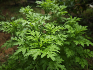 close up of dill