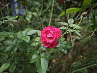 red rose in garden