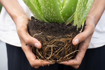 Hands holding an aloe vera plant with exposed roots and soil, ready for replanting.