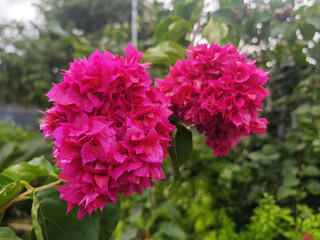 pink flowers in the garden