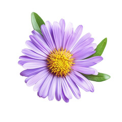 Aster flower, vibrant aster flower with purple petals and a yellow center, isolated on transparent background