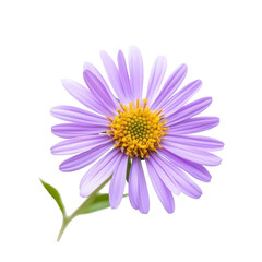 Aster flower, vibrant aster flower with purple petals and a yellow center, isolated on transparent background