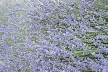 field of lavender