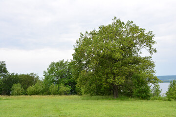 Lush Green Tree and Meadow by a Lake Under Cloudy Sky copy space