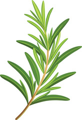 A single sprig of organic rosemary herb isolated on a white background