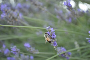 bee on lavender