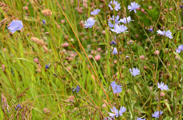 Field of Wild Chicory Flowers in Sunlight wallpaper