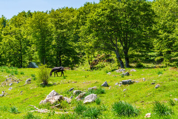 View of a countryside in small village Trsa in Montenegro