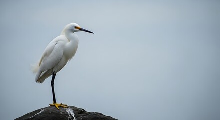 Fototapeta premium A solitary white egret stands on a dark rock against a soft blue sky
