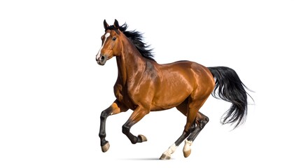 A brown horse in a dynamic canter against a white background