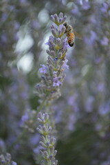 bee on a flower