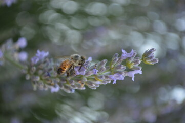 bee on a flower