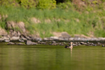 Spływ kajakami po rzece Poprad w Muszynie wiosną.