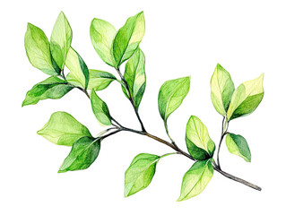 Fototapeta premium Green leaves on a branch isolated on white background