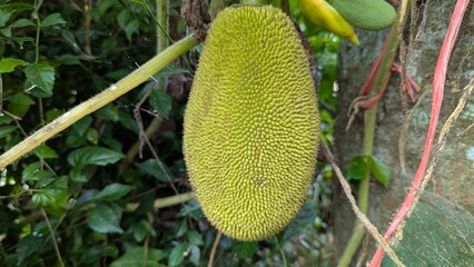 durian fruit on the tree
