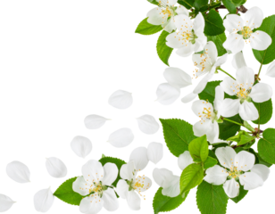 Botanical Corner Frame with White Flowers and Fern-Like Leaves, Hand-Drawn Illustration, Transparent PNG