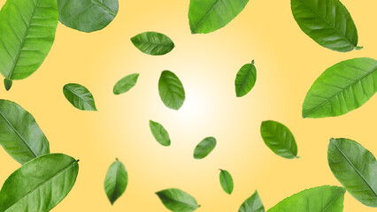 Citrus plant leaves in air against pale orange background