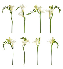 Set of beautiful freesia flowers isolated on white